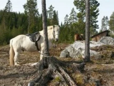 Cykla Järvsö