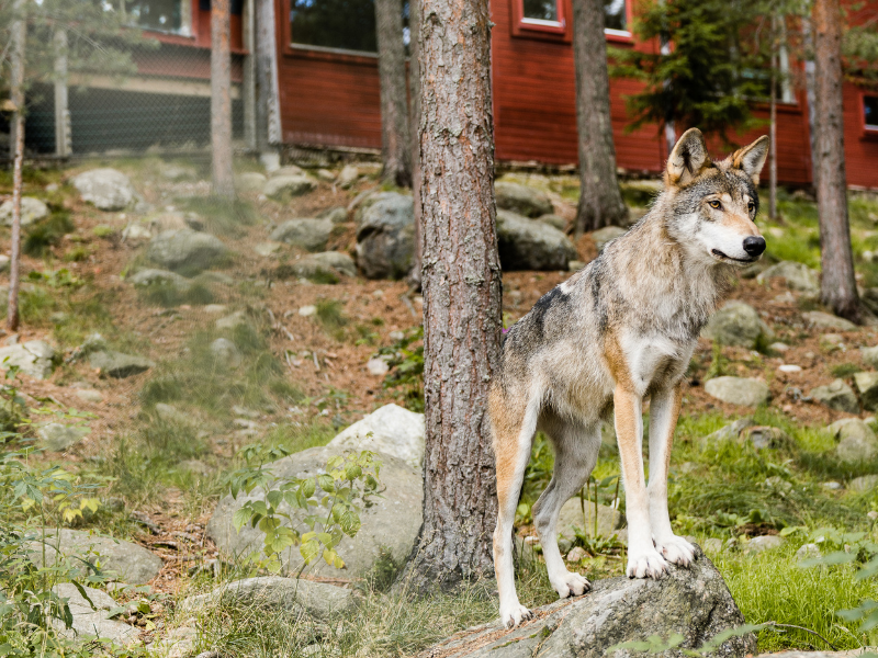 Varghotellet i Vildriket