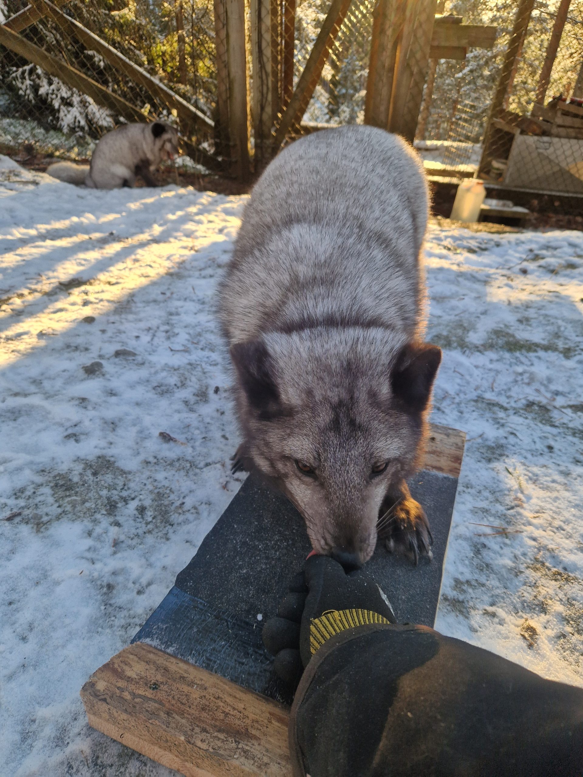 Fjällräv lär sig dra tass på sandpapper för att fila sin aklor