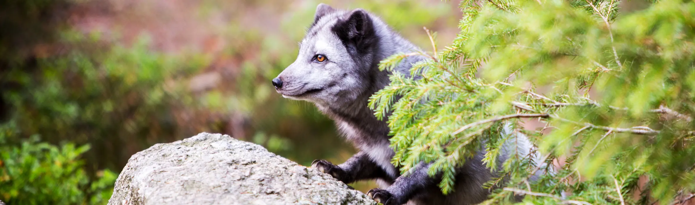 Kopia av Fjällräv webp hemsida toppbild startsida 2373 x 700 px) Järv