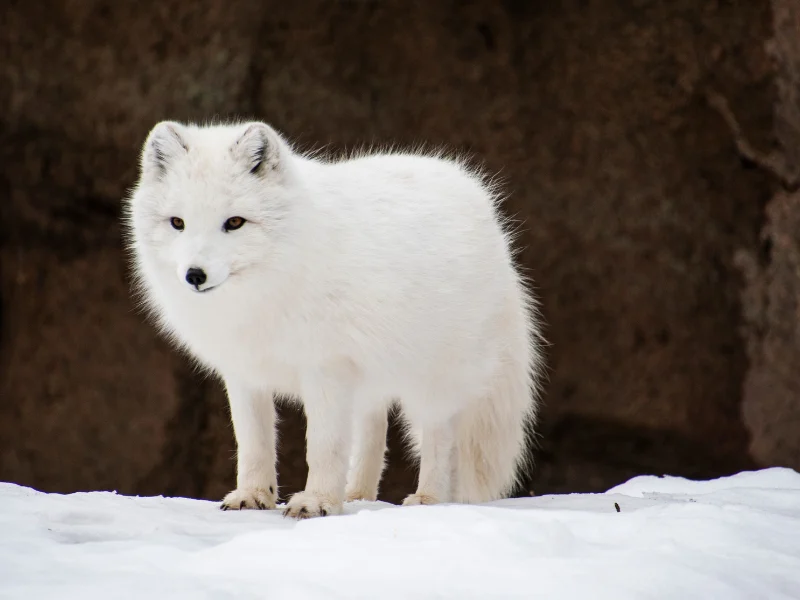 Startbox stöd oss framsida 800×600 Vinter entré